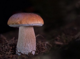 Партия сушеных белых грибов отправилась из Алтайского края за границу