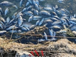 Минприроды выяснит, почему на алтайском озере массово гибнет рыба