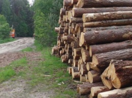 За год в Калужской области незаконно срубили более 1200 кубометров леса