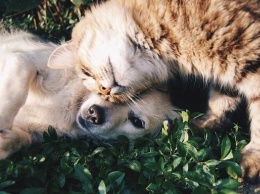 Совфед РФ принял закон о запрете изъятия домашних животных за долги