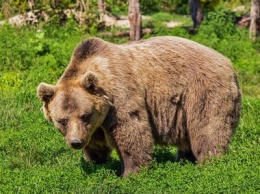 Артур Парфенчиков разрешил охотиться на медведя с собаками