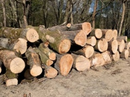 «Делянка лесозаготовщиков»: в Ашманн-парке проводят масштабные вырубки (фото)