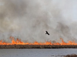 В Алтайском крае неуклонно растет количество ландшафтных пожаров