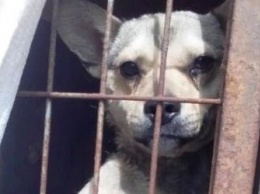 Хозяев собак, попавших в приют, ищут в Белогорском округе