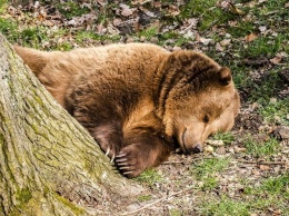 Инспектор застрелил в Междуреченске двух напавших на человека медведей