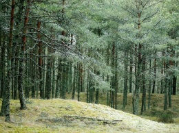 В зеленоградском лесу заблудился турист из Хакасии