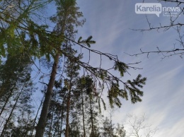 19 тысяч деревьев высадят в Карелии во время акции «Сад памяти»