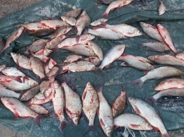 В Алтайском крае задержали рыбака-браконьера, поймавшего почти 50 «трофеев»