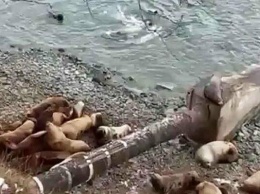 В Петропавловске морские львы мешают работникам водоканала заменить трубу