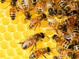 Нелегальные мигранты. Почти 1,5 тысячи казахских пчелосемей не пустили в РФ