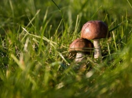 В Минприроде опровергли информацию об ограничении сбора грибов и ягод