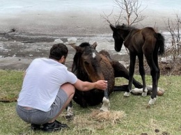 Гид и туристы спасли лошадь, провалившуюся под лед на Алтае