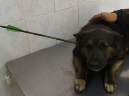 «Стрелков», ранивших собак в Благовещенске, ищет полиция
