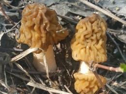 Первые сморчки. В Алтайском крае открылся грибной сезон