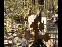 Дерево на новосибирском кладбище упало на женщину