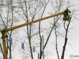 Кемеровские власти потратят почти 250 тысяч рублей на валку деревьев в центре города