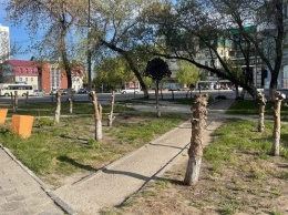 Пеньки. Странную санитарную обрезку яблонь обсуждают в Барнауле