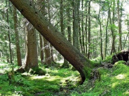 В алтайском лесничестве упавшее дерево убило заготовителя древесины