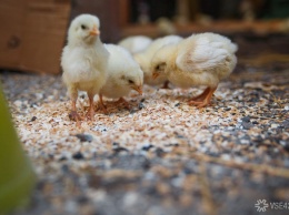 60 тысяч цыплят задохнулись на птицефабрике Томска