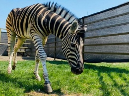 В зоопарк Барнаула привезли зебру по имени Вася