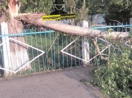 Ураган в Барнауле уронил дерево возле детского сада