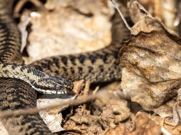 Кузбасские чиновники признались в неготовности помочь женщине в борьбе со змеями