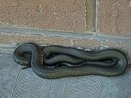 Змея, спящая на лестнице, не пускала барнаульцев в подъезд