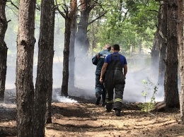 В Балаковском районе горел лес рядом с детским лагерем