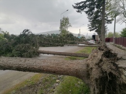 Ураганный ветер «уложил» аллею деревьев на дорогу в алтайском селе