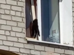 В Белогорске застрял кот в окне