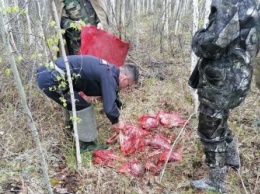 Браконьеры подстрелили косулю на болоте в Шимановском районе