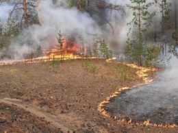 Лесной пожар в Алтайском крае едва не перекинулся на поселок
