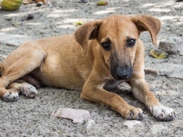 Уполномоченный по правам человека в Алтайском крае взялся за проблему бродячих собак