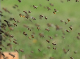 Армия, пчелы, просвещение. Какие законы вступят в силу в июне 2021 года