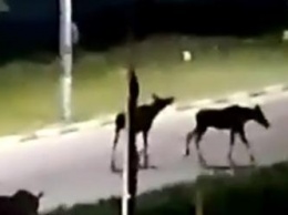 Команда лосей гуляла по ночному Обнинску (видео)