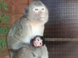 В семье яванских макак из барнаульского зоопарка появился малыш