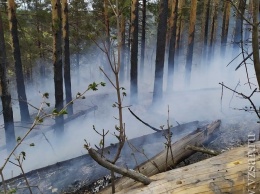 Саратовская область возглавила антирейтинг лесной эффективности