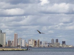Из-за раненой чайки на Кубе умерла россиянка