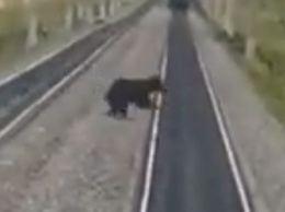 Соцсети: медведь оказался на ж/д путях в Магдагачинском районе