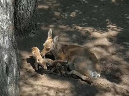 В зоопарке Барнаула родились два косуленка