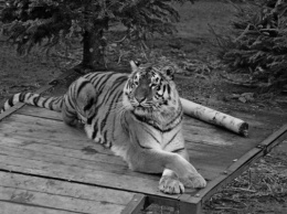 В Калининградском зоопарке умерла тигрица Таня