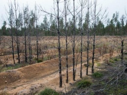 Этой весной в Югре сгорело более 3 гектаров леса