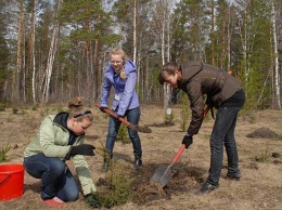 Новые леса посадили в Алтайском крае