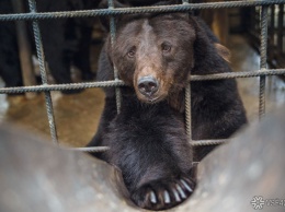Власти Кузбасса предупредили об участившихся в регионе случаях выхода диких животных к людям