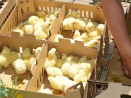 Более двух тысяч цыплят доставили в Зейский район
