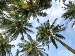 Требования к пальмовому маслу ужесточат