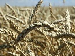 НСА: нехватка влаги может привести к гибели урожая в Саратовской области