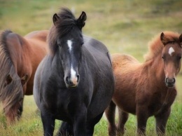 Сотни тонн зерна и десятки лошадей пытались нелегально вывезти из Алтайского края