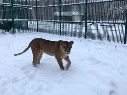 Обитатели Белгородского зоопарка рады декабрьскому снегу