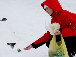 70% птиц, зимующих в Сибири, не доживают до весны. Как им помочь?